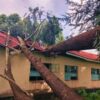 Kipsitet Primary School Temporarily Closed After Eucalyptus Tree Accident