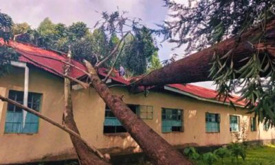 Kipsitet Primary School Temporarily Closed After Eucalyptus Tree Accident